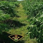 大多伦多区17名华裔男子因非法种植6大麻场而被捕