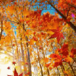 真美! 我站在秋的路口