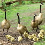 数千只加拿大鹅被“赶出”多伦多 原因是…