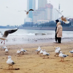 好客山东“鸥遇青岛”,青岛市首届海鸥节今日开幕