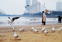 好客山东“鸥遇青岛”,青岛市首届海鸥节今日开幕