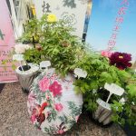 “唯有牡丹真国色,花开时节动京城” — 加拿大第三届牡丹花展举行新闻发布会