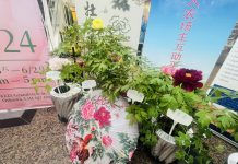 “唯有牡丹真国色,花开时节动京城” — 加拿大第三届牡丹花展举行新闻发布会