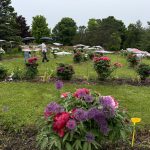 加拿大第三届牡丹花展首日近500人雨中赏花