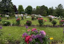 加拿大第三届牡丹花展首日近500人雨中赏花