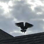 雁归我喜乐,雁离人未眠