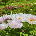 春风百里 芳华正盛——第四届加拿大牡丹花展盛大开幕