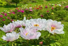 春风百里 芳华正盛——第四届加拿大牡丹花展盛大开幕