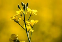 中国对加拿大油菜籽征收75.8%反倾销税,原因曝光